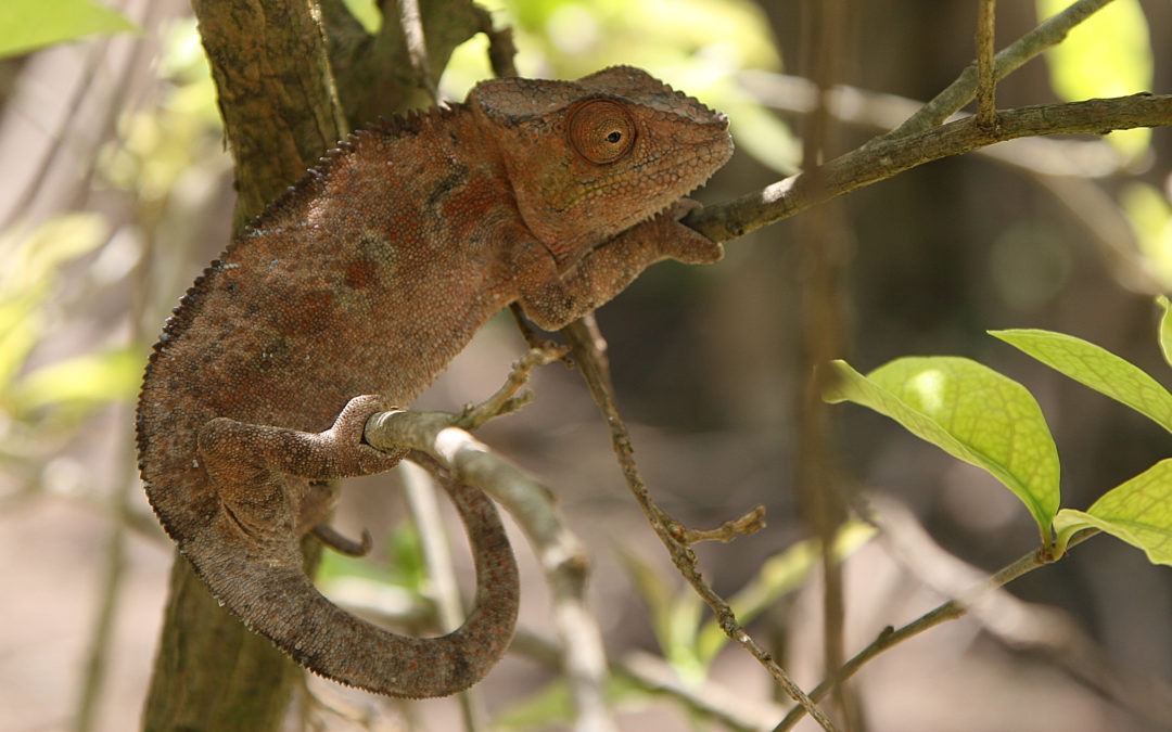 Notre jardin et sa faune