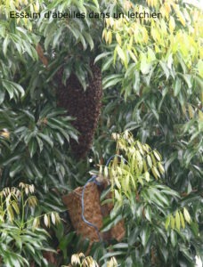 essaim d'abeille par la Villa Romeo