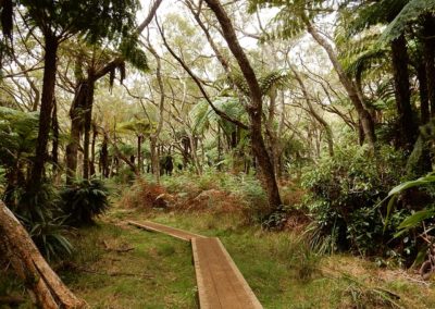 foret de bélouve la réunion